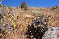 Echinocereus_lindsayi_GM_1310.jpg