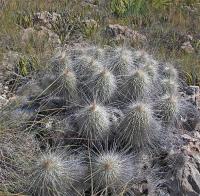 Echinocereus_longisetus_GM_1233.32.jpg
