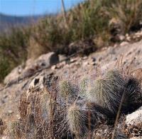 Echinocereus_longisetus_GM_1235.5.jpg