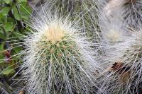Echinocereus_longisetus_GM_1337.7.jpg