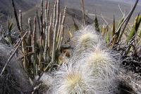 Echinocereus_longisetus_ssp._delaetii_GM_1056.4.jpg