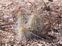 Echinocereus_longisetus_var._dichtii_GM_1646.11.jpg