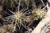 Echinocereus_maritimus_GM_1301.12.jpg