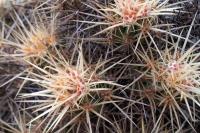 Echinocereus_maritimus_ssp._hancockii_GM_1295.1.jpg
