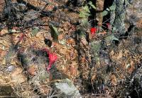 Echinocereus_marksianus_GM_543.2.jpg