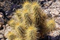 Echinocereus_nicholii_GM_1319.jpg