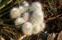 Echinocereus_nivosus_GM_607.jpg