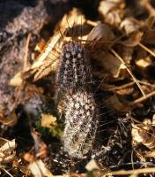 Echinocereus_palmeri_GM_696.jpg