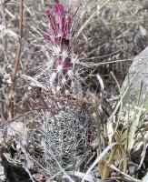 Echinocereus_palmeri_GM_972.jpg