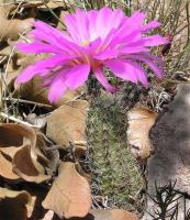 Echinocereus_palmeri_GM_990.7.jpg