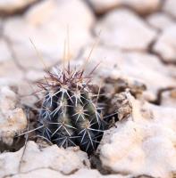 Echinocereus_palmeri_ssp._mazapil_GM_1615.jpg