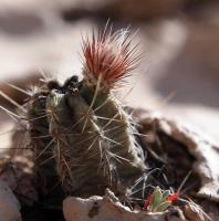 Echinocereus_palmeri_ssp._mazapil_GM_1619.jpg