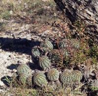 Echinocereus_pamanesiorum_GM_1220.1.jpg