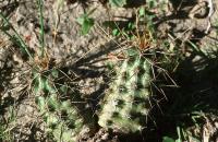 Echinocereus_papillosus_GM_640.2.jpg