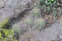 Echinocereus_parkeri_GM_1007.1.jpg