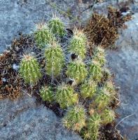 Echinocereus_parkeri_GM_1246.22.jpg