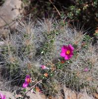 Echinocereus_parkeri_GM_1649.22.jpg