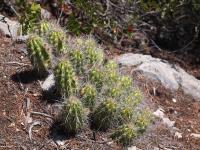 Echinocereus_parkeri_GM_1661.1.jpg