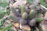 Echinocereus_parkeri_ssp._arteagensis_GM_870.1.jpg