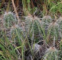 Echinocereus_parkeri_ssp._gonzalezii_GM_1250.8.jpg