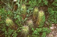 Echinocereus_parkeri_ssp._gonzalezii_GM_588.2.jpg
