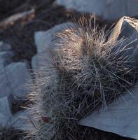 Echinocereus_parkeri_ssp._mazapilensis_GM_1624.1.jpg