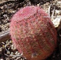 Echinocereus_pectinatus_GM_1090.10.jpg