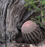 Echinocereus_pectinatus_GM_1250.5.jpg