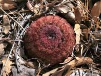 Echinocereus_pectinatus_GM_1487.6.jpg
