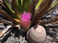 Echinocereus_pectinatus_GM_1517.12.jpg