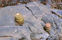 Echinocereus_pectinatus_GM_694.1.jpg