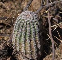 Echinocereus_pectinatus_ssp._ctenoides_GM_1237.jpg