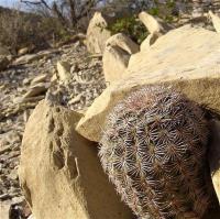 Echinocereus_pectinatus_ssp._wenigeri_GM_1071.1.jpg