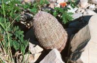 Echinocereus_pectinatus_ssp._wenigeri_GM_646.1.jpg