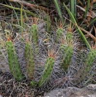 Echinocereus_pentalophus_GM_1257.8.jpg