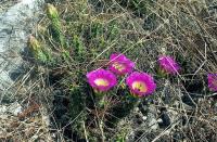 Echinocereus_pentalophus_GM_547.jpg