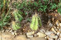 Echinocereus_pentalophus_ssp._leonensis_GM_599.1.jpg