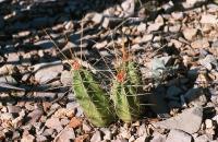 Echinocereus_pentalophus_ssp._leonensis_GM_646.2.jpg