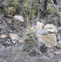 Echinocereus_pentalophus_ssp._leonensis_GM_909.jpg