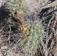 Echinocereus_polyacanthus_ssp._neomexicanus_GM_989.jpg