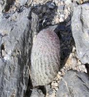 Echinocereus_primolanatus_GM_880.jpg