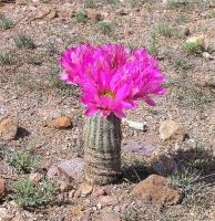 Echinocereus_pseudopectinatus_GM_978.3.jpg