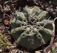 Echinocereus_pulchellus_GM_1259.jpg