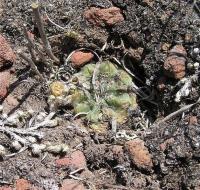 Echinocereus_pulchellus_GM_764.1_02.jpg