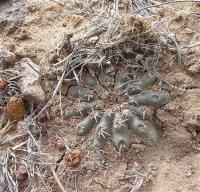 Echinocereus_pulchellus_ssp._venustus_GM_1032.jpg