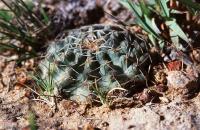 Echinocereus_pulchellus_ssp._venustus_GM_723.jpg