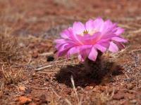 Echinocereus_pulchellus_ssp._weinbergii_GM_1485.9.jpg