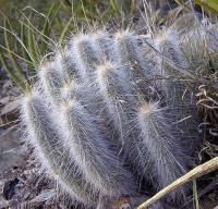 Echinocereus_rayonensis_GM_1098.jpg