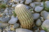Echinocereus_reichenbachii_GM_641.2.jpg