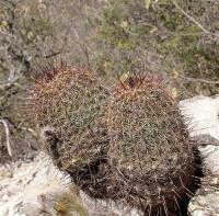 Echinocereus_reichenbachii_ssp._armatus_GM_1073.3.jpg